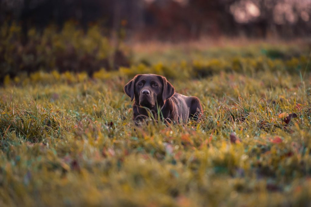 Hund liegt in der Wiese