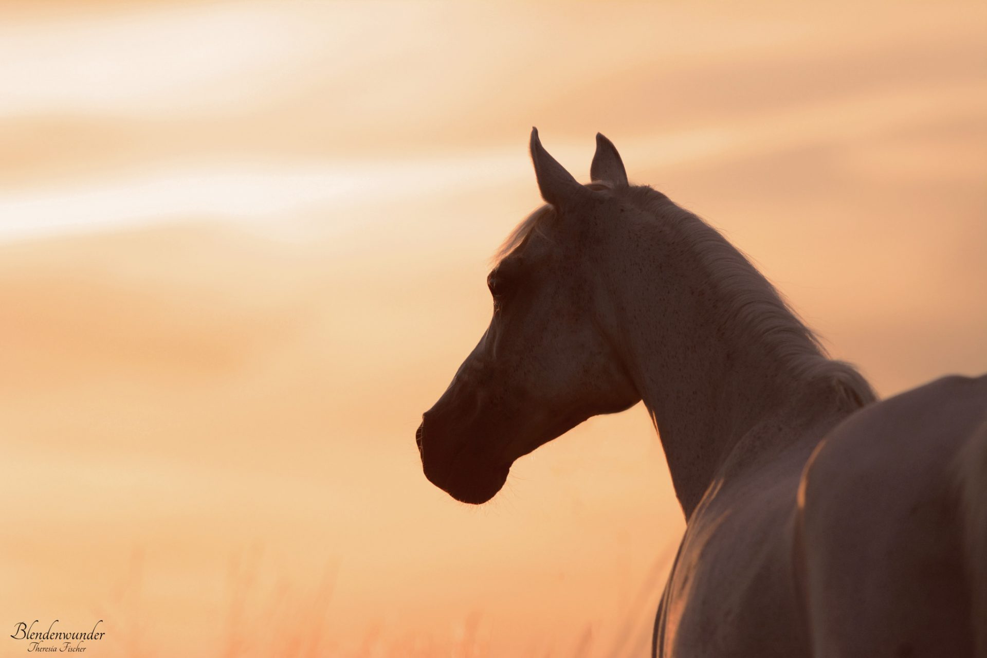Kopie von Kopie von Ali Sonnenuntergang 2 Kopie