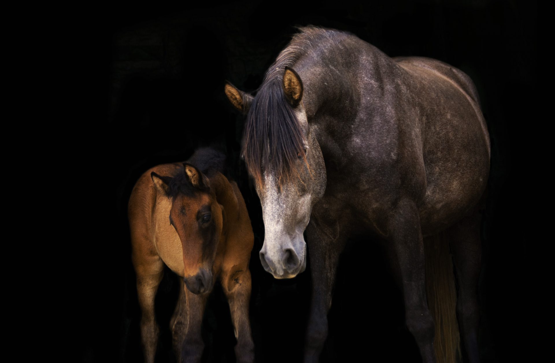 Kopie von Kopie von Workshop 2019 Fohlen (1) Kopie