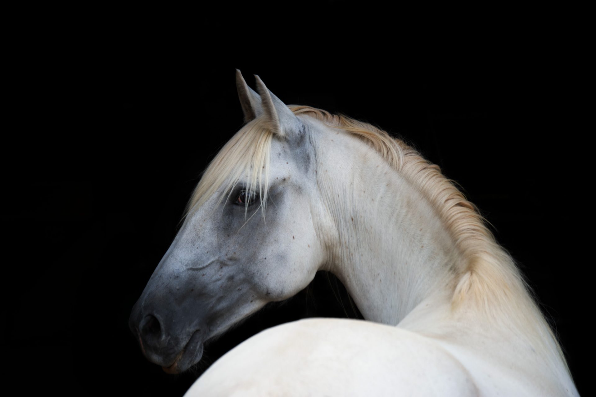 Kopie von Kopie von Workshop 2019 Weißes Pferd (1) Kopie